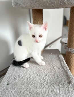 Hübscher Kitten-Kater sucht ein neues Zuhause - Heidenrod