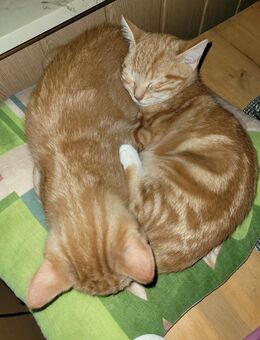 Zwei Kitten in orange haben neues Zuhause bekommen. - Alheim