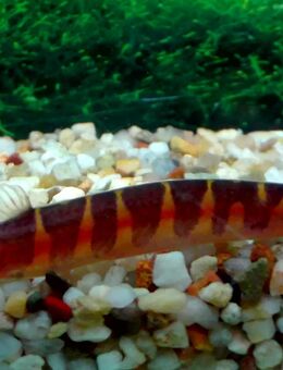 Dornauge Kuhli - Hohenroth