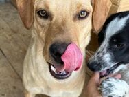 💖 Junger, sanfter Peri 🐾 - Eislingen (Fils)