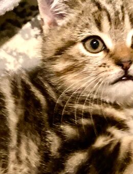 BkH Junge/Kitten reinrassig Golden Black Tabby - Bremen