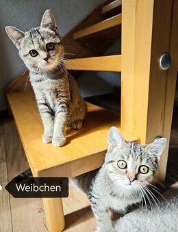Noch 2 zuckersüße reinrassige BKH Kätzchen abgabebereit - Welzheim