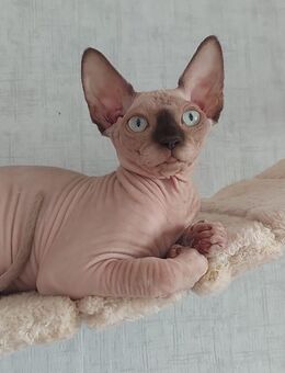 Sassendorf Canadien sphynx Kitten - Bad Sassendorf