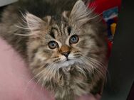 Britisch Langhaar kitten 2 Männchen 14 Wochen alt - Gelsenkirchen