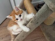 Perser Mix Kitten - Pfaffenhofen (Ilm)