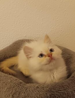 Süße Heilige Birma - Perser Katzenbabys, Babykatzen, Kitten, Katzen Perserkatze, cats - Berlin