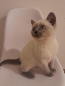 Bkh Kitten wunderschön! - Alsdorf (Nordrhein-Westfalen)