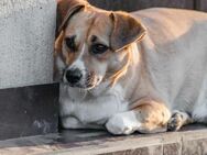 Eve♥️ Ruhige Hündin sucht Ihren Menschen - München