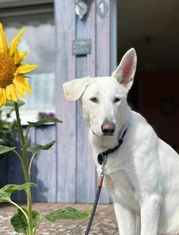 Iorek - anhänglich,lustig&treu - Löwenberger Land