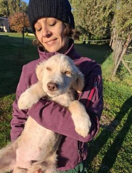 RUDOLPH 🩵🩵🩵 Sonnenschein-Welpenkind - Herxheim (Landau)