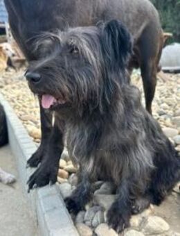 Bobo, kleiner Herzenshund, ca, 5 Jahre, - Vaterstetten