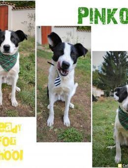 💚Pinko💚sucht nach seinen Menschen - Alfeld (Leine)