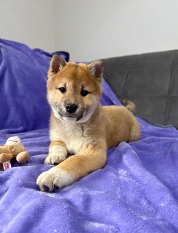 Shiba Inu Welpe, Rüde - Bad Staffelstein