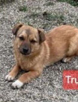 Trudi; Frauchen wollte sie töten - Geilenkirchen