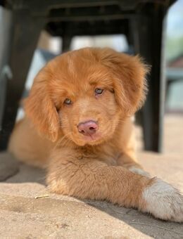 Nova Scotia Duck tolling Retriever Welpe - Mittenwald