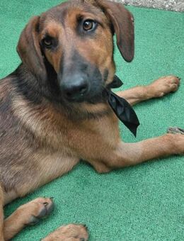 Dragana 💗 Schmusemaus sucht Zuhause - Hamburg