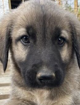 Cosy, geb. ca. 08/2022, Griechenland - Markdorf