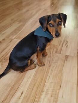 Jack-Russell / Bracke Mix, Junghund - Ludwigslust