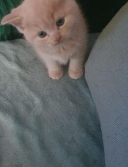 BKH Kitten suchen Liebevolles zuhause - Marl (Nordrhein-Westfalen)