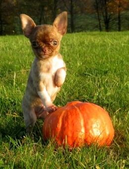 Auszugsbereit 15Wo. süßer typvoller Chihuahua Rüde Welpe KH in Sonderfarben Brindle - Biebergemünd