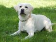 Juna - Labrador - 1 Jahr - Tierhilfe Franken e.V. in 91207
