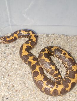 1.2 Kenianische Sandboas (Eryx colubrinus loveridgei) NZ24 pos. het. Snow - Herne