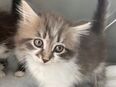 Sibirische Katzen Babys suchen ein Zuhause in 56355