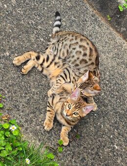 Verspielte Bengal Kätzchen (14 Wochen) suchen liebevolles Zuhause - Braunfels