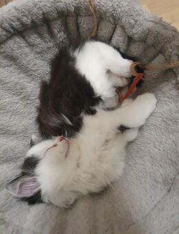 Maine Coon x British Langhaar Mix Kitten - Plauen