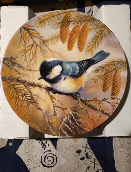 Bradex Sammelteller Tannenmeise im Frühlingsforst - Göttingen