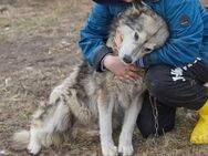 Basya❤️sucht Pflege- oder Endstelle - Rott (Inn)