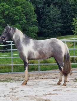 Reitpony Wallach 3 Jahre 146 cm - Tittling