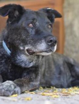 DRAGO - Paten für unsere Rentnergang 🐶 - Neudenau