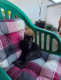 Kleiner Bkh-Mix-Kater sucht ein neues Zuhause und wartet auf dich ... - Büttelborn