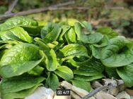 Gewöhnlicher Feldsalat (Valerianella locusta) Ackersalat - Horgenzell