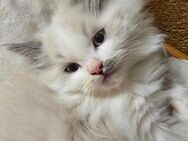 Zuckersüße Maine Coon / Ragdoll Kitten abzugeben - Berlin Reinickendorf