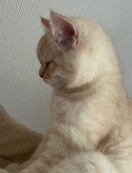 BKH Kitten - Siegen (Universitätsstadt) Eiserfeld