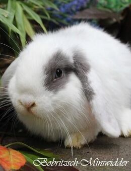 Kaninchen Mini Lop MINILOP Zwergwidder 2 Pärchen zur Abgabe Kastriert geimpft Handzahm Artgerechter Haltung - Bobritzsch-Hilbersdorf