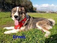 Ermis - gesellig, fröhlich, lieb 7/23 GR - Ruppertsecken
