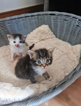 2 Mainecoon Kitten Typ Tabby - Langenhagen