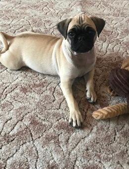 Süßer Retromops - Eisleben (Lutherstadt)