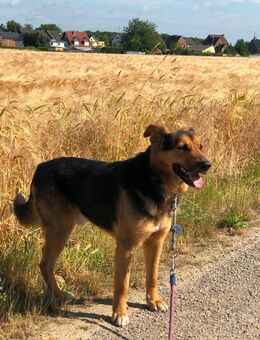 Traumhund - Wassenberg