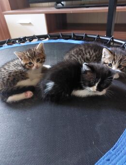 MIX BKH Kitten - Tamm