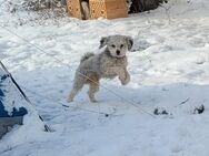 Chinese crested x Pudel Welpen - Neuruppin