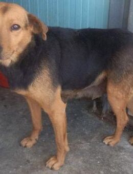 LUCY - freundlich, genügsam, offen - Weilheim (Oberbayern)