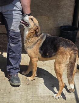 Glorie - ausgesetzt - Dreikirchen