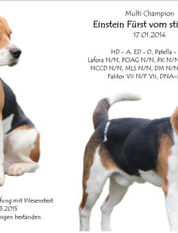 Beagle Deckrüden, KEIN VERKAUF - Preußisch Oldendorf
