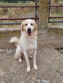 James - liebevolles Zuhause gesucht - Eixen