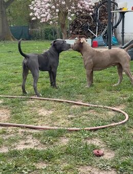 🐶 Liebevoll aufgezogene Bully XL Welpen suchen ein wunderschönes Zuhause 💕 - Berlin