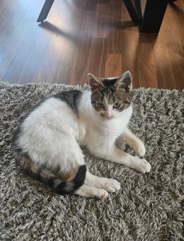 Kater & Katze suchen für immer Zuhause - Rhede (Ems)